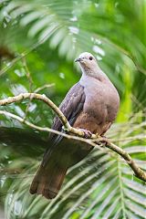 Barking Imperial-Pigeon